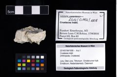 Foto (Objekt + Etikett) von Crustacea indet.  (NHMW-GEO-2014-0194-1008)